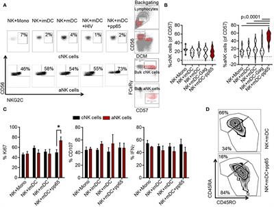 Non-classical HLA-E restricted CMV 15-mer peptides are recognized by adaptive NK cells and induce memory responses